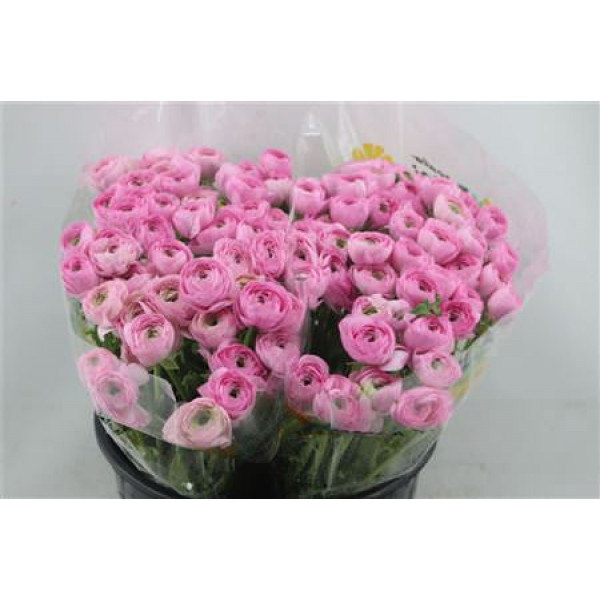 Ranunculus Cloni Confetto A1ex 45cm A1