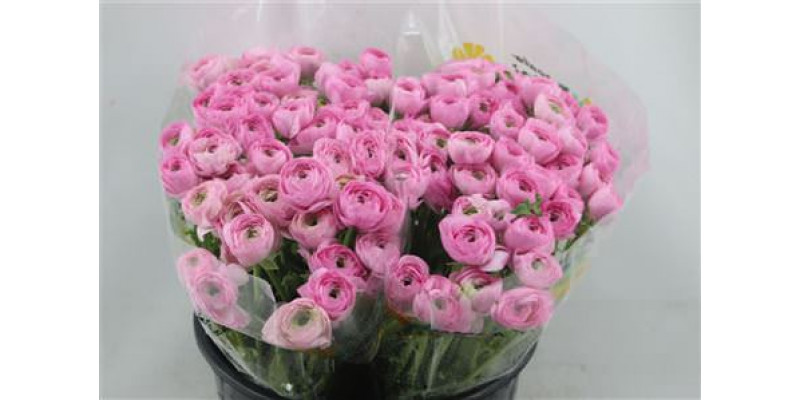 Ranunculus Cloni Confetto A1ex 45cm A1