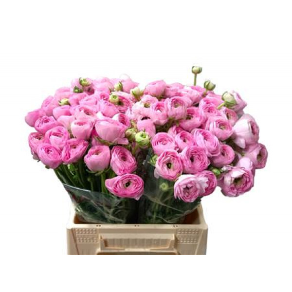 Ranunculus Kl - Pink Confetto 40cm 