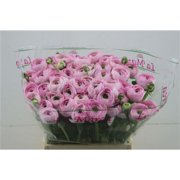 Ranunculus Cloni Confetto 45cm A1