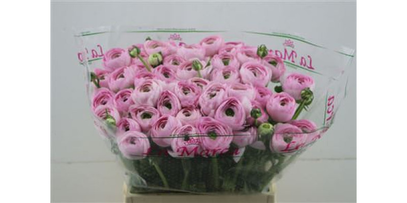 Ranunculus Cloni Confetto 45cm A1