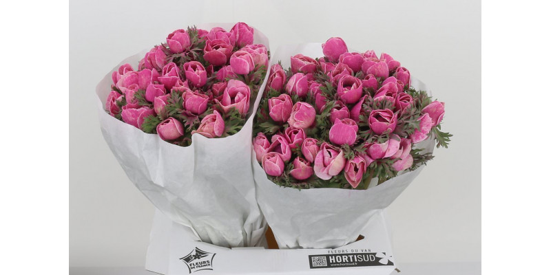 Anemone Poeder Pink 40 A1Pink