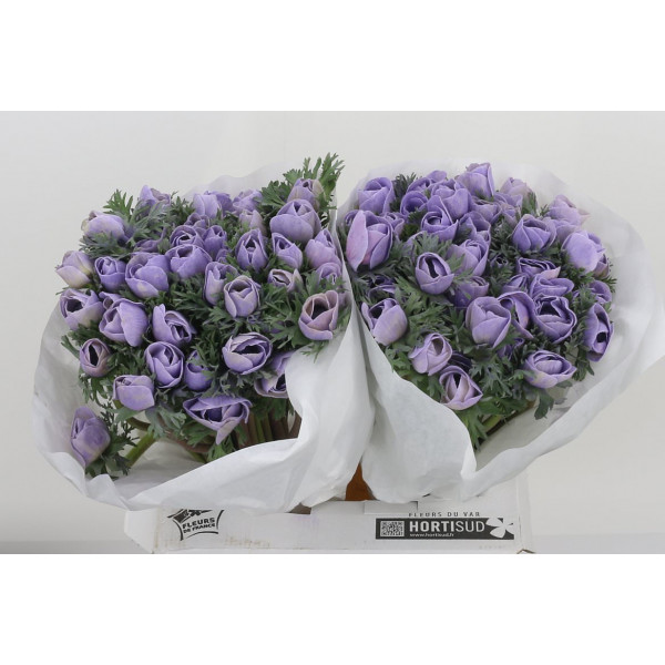 Anemone Poeder Milka 40 Lavender