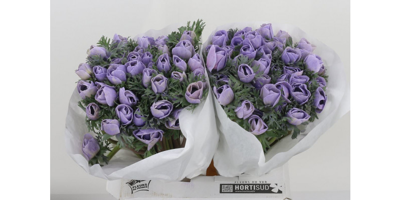 Anemone Poeder Milka 40 Lavender