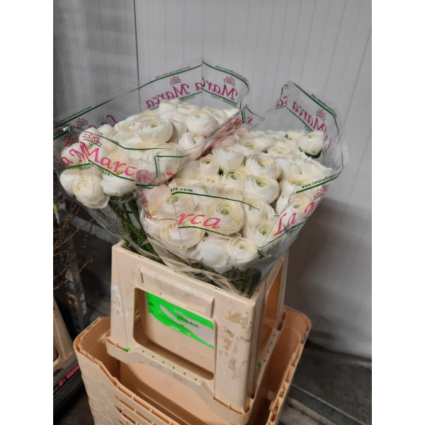 Ranunculus Kl - White Firenze 40cm  Col-White