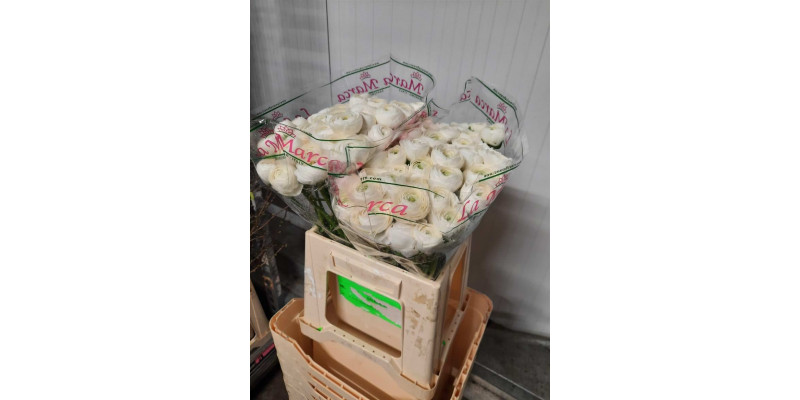 Ranunculus Kl - White Firenze 40cm  Col-White