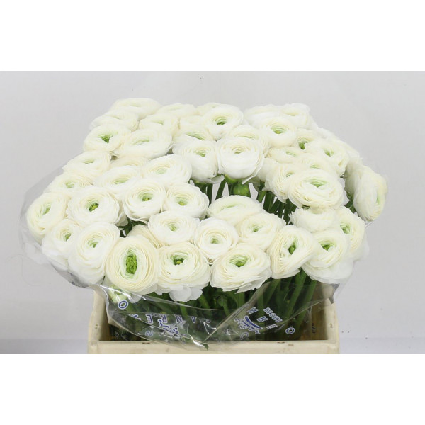 Ranunculus Kl - White Firenze Xl 40cm  Col-White