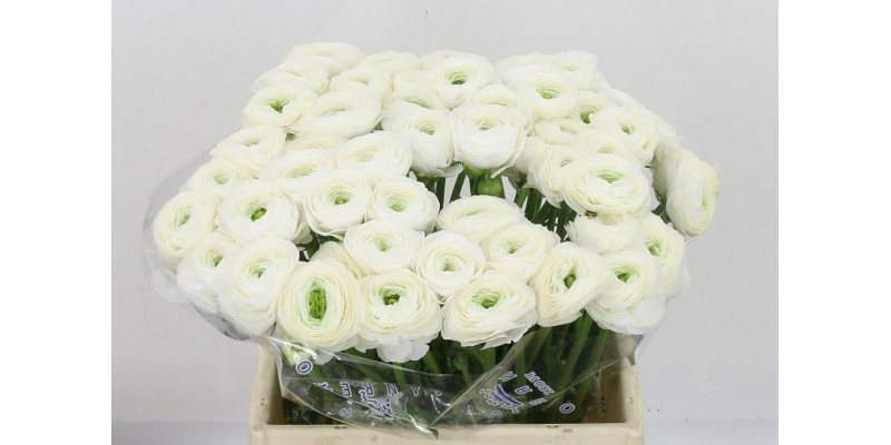 Ranunculus Kl - White Firenze Xl 40cm  Col-White