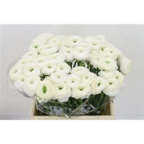 Ranunculus Kl - White Firenze 40cm 