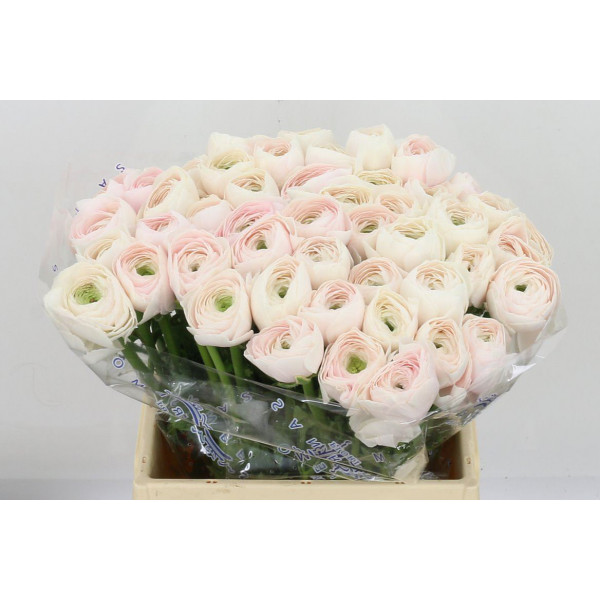 Ranunculus Kl Hanoi Xl 40cm  Col-Pink