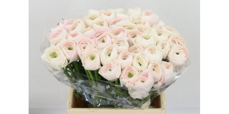 Ranunculus Kl Hanoi Xl 40cm  Col-Pink