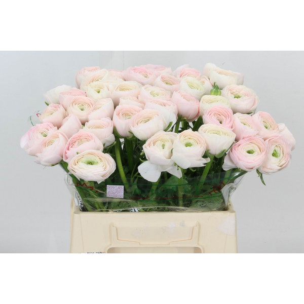 Ranunculus Kl Hanoi Xl 40 White Pink