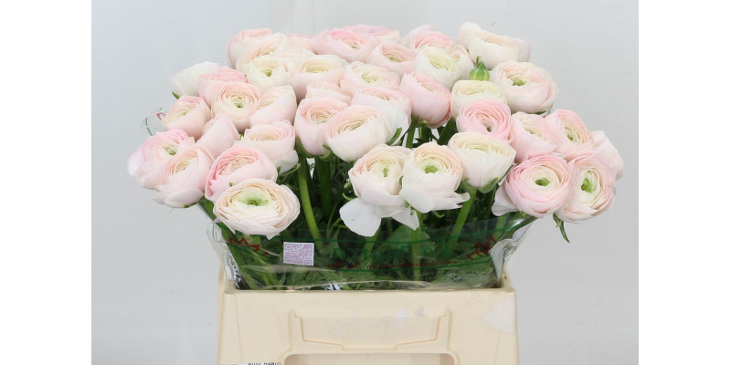 Ranunculus Kl Hanoi Xl 40 White Pink