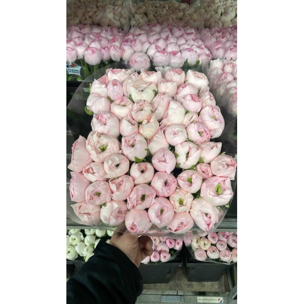 Ranunculus Kl Hanoi Xxl 40 A1White Pink