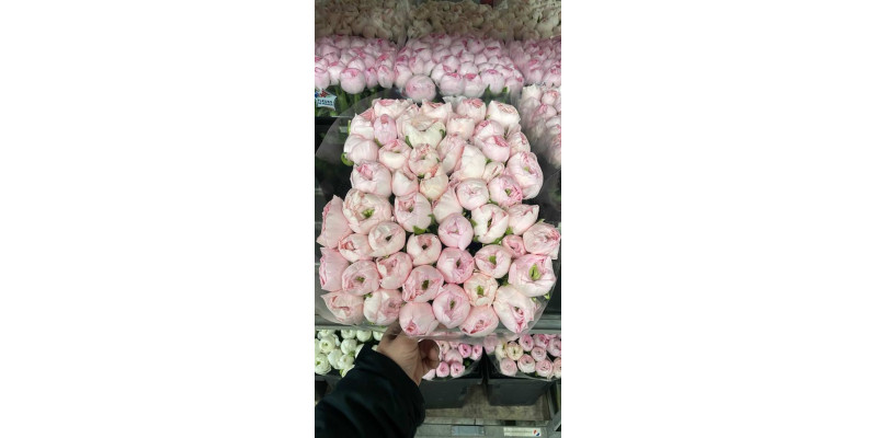 Ranunculus Kl Hanoi Xxl 40 A1White Pink