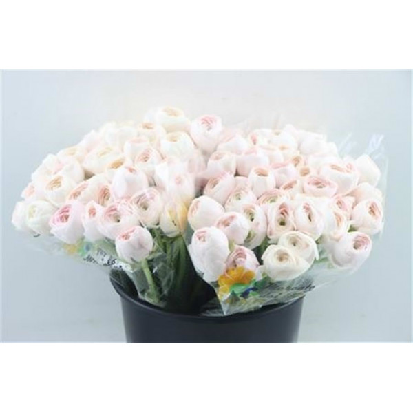 Ranunculus Kl Hanoi 40cm  Col-White Pink