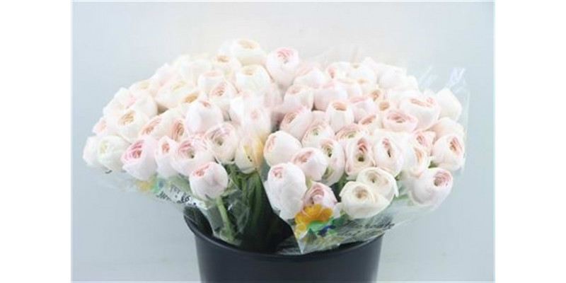 Ranunculus Kl Hanoi 40cm  Col-White Pink