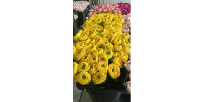 Ranunculus Kl - Yellow Omega Xx L 40 A1Yellow