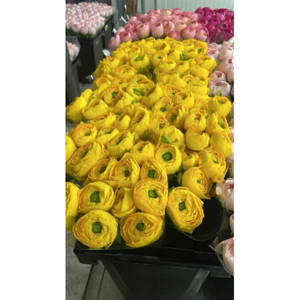 Ranunculus Kl - Yellow Omega X L 40cm  Col-Yellow