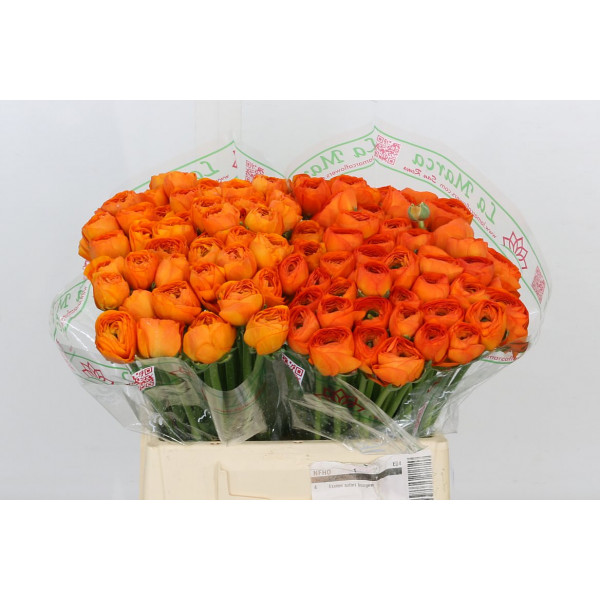 Ranunculus Kl - Oranje Mandarino Xxl 40 A1