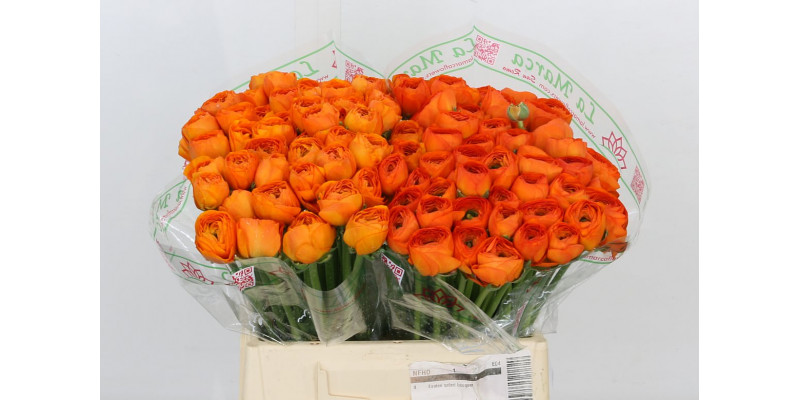 Ranunculus Kl - Oranje Mandarino Xxl 40 A1