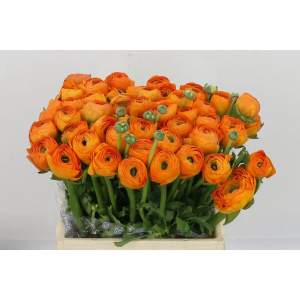 Ranunculus Kl Oranje Lambada 40 A1Orange