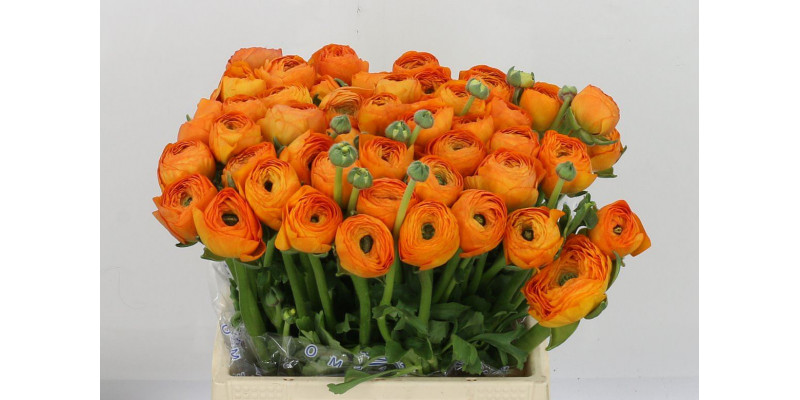 Ranunculus Kl Oranje Lambada 40 A1Orange