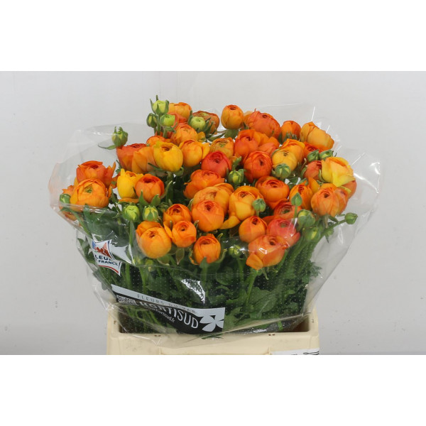 Ranunculus Kl Oranje Lambada Xl 40 A1Orange