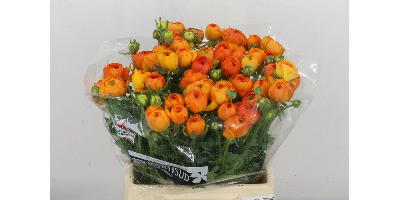 Ranunculus Kl Oranje Lambada Xl 40 A1Orange