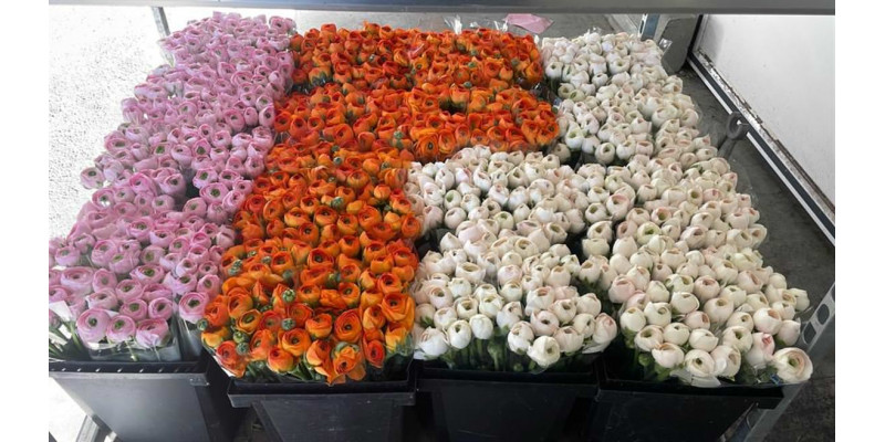 Ranunculus Kl Oranje Lambada Xxl 40 A1Orange