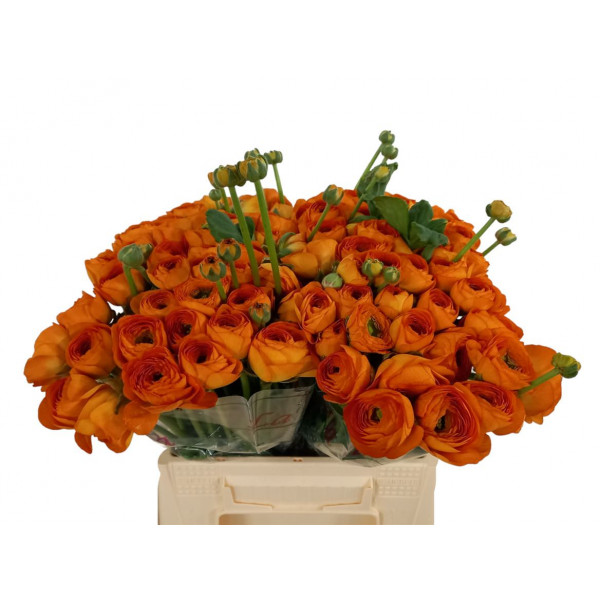 Ranunculus Kl Oranje Lambada 40cm 