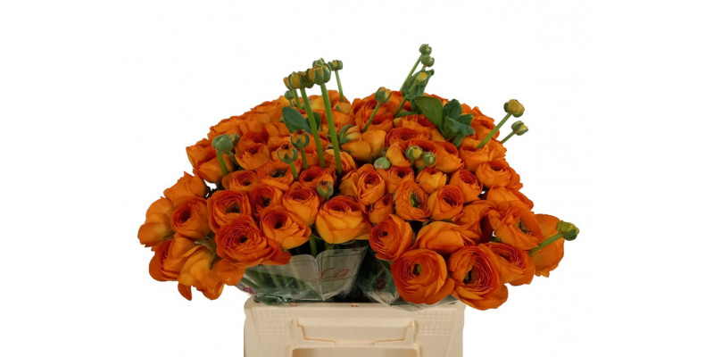 Ranunculus Kl Oranje Lambada 40cm 