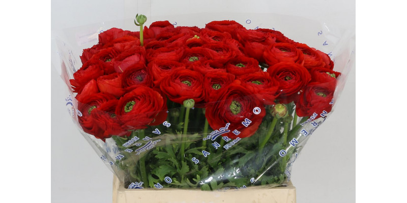 Ranunculus Kl Rood (tango) Xl 40cm  Col-Red