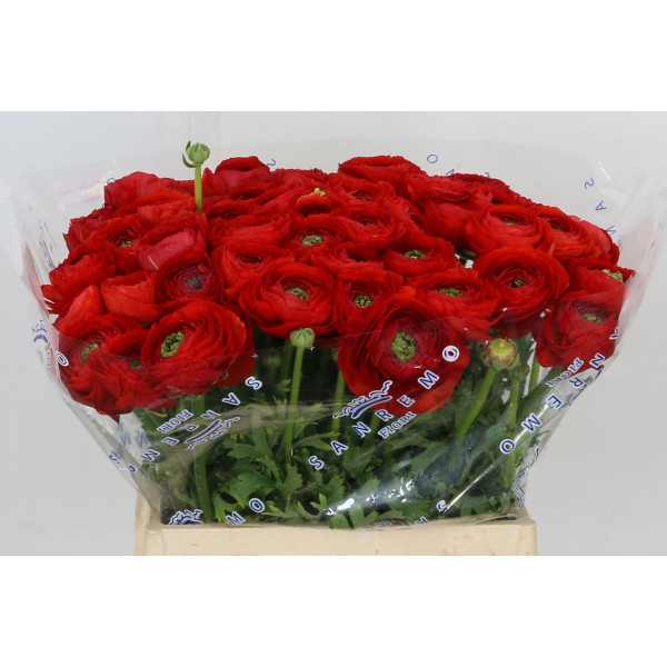 Ranunculus Kl Rood (tango) Xl 40 A1Red