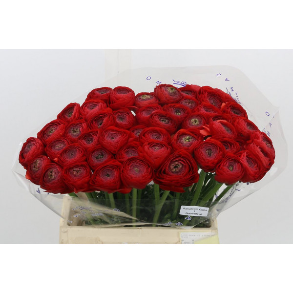 Ranunculus Kl Rood Sangria Xl 40cm  Col-Red