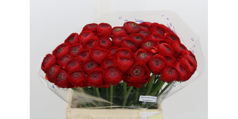 Ranunculus Kl Rood Sangria Xl 40cm  Col-Red