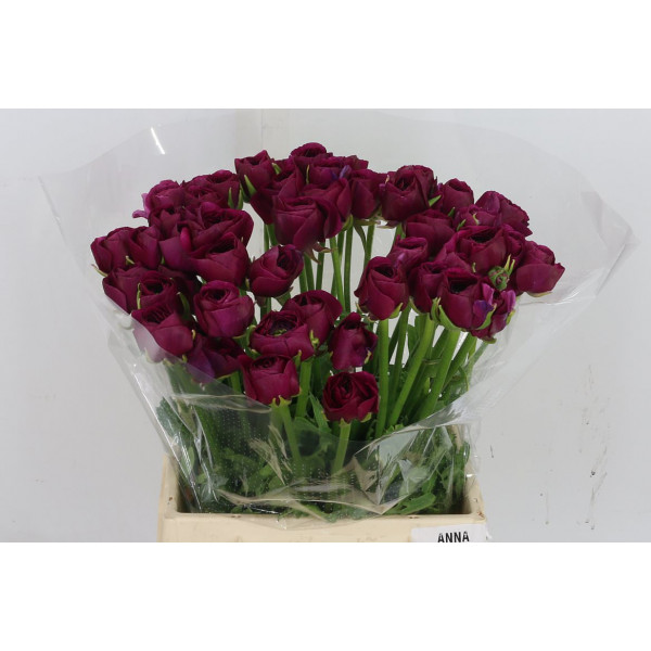 Ranunculus Kl Violette Renoir Xl 45cm 