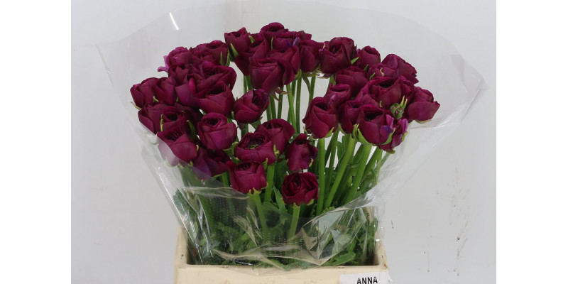 Ranunculus Kl Violette Renoir Xl 45cm 