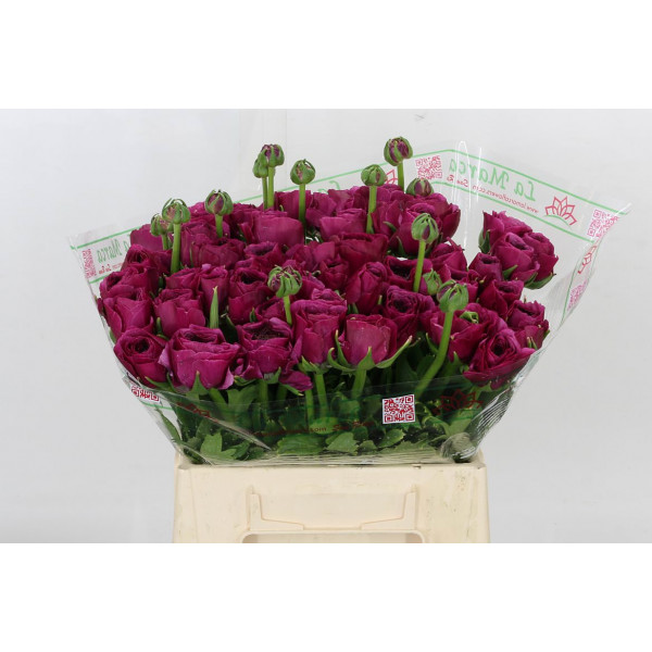 Ranunculus Kl - Violette Xl 40 A1Purple