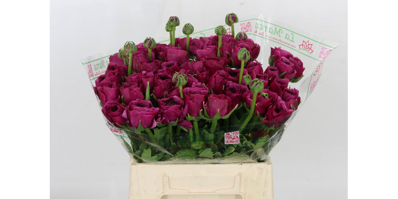 Ranunculus Kl - Violette Xl 40 A1Purple