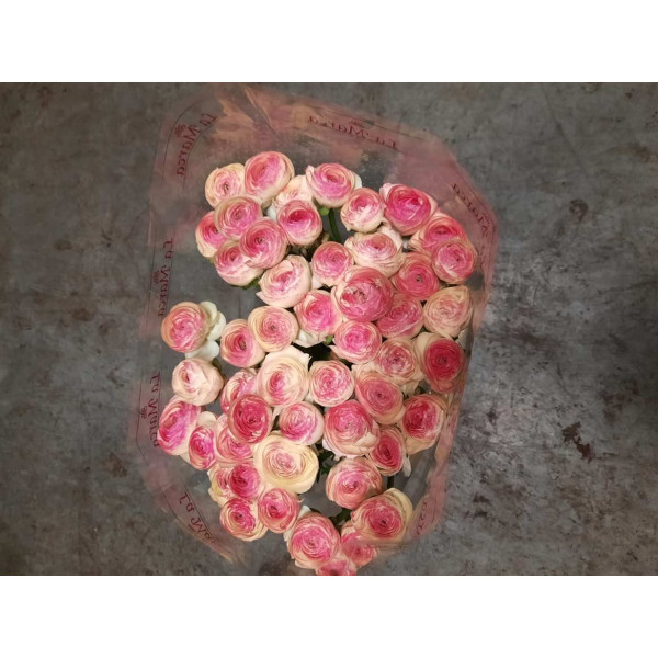 Ranunculus Kl - Pic Rose Felicidade 40cm  Col-Pink