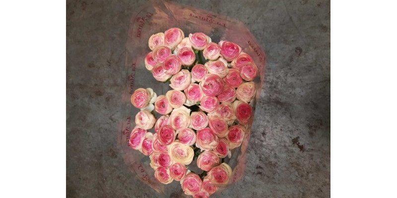 Ranunculus Kl - Pic Rose Felicidade 40cm  Col-Pink