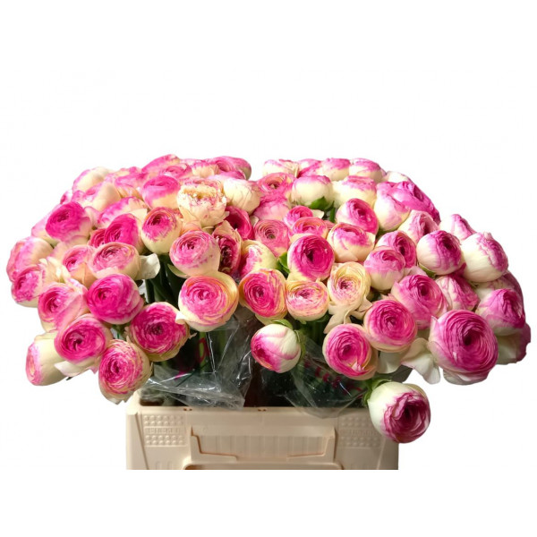 Ranunculus Kl - Pic Rose Felicidade 40cm 