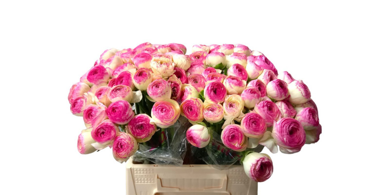 Ranunculus Kl - Pic Rose Felicidade 40cm 