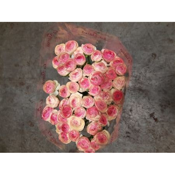 Ranunculus Kl - Pic Rose Felicidade 40cm 