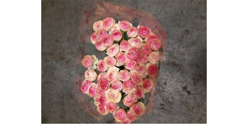 Ranunculus Kl - Pic Rose Felicidade 40cm 