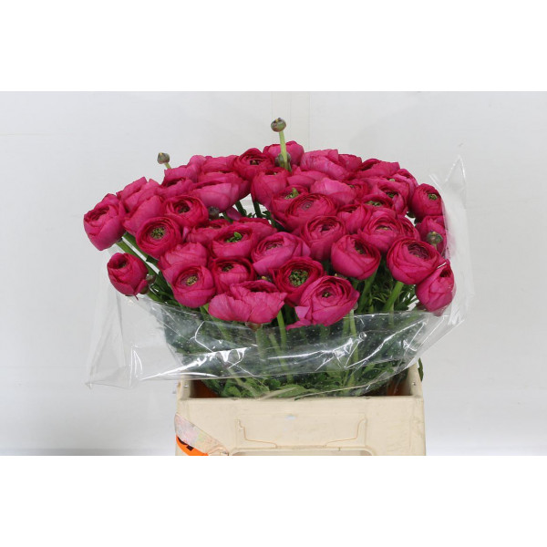 Ranunculus Kl Rose (make Up) Xl 40cm  Col-Dark Pink