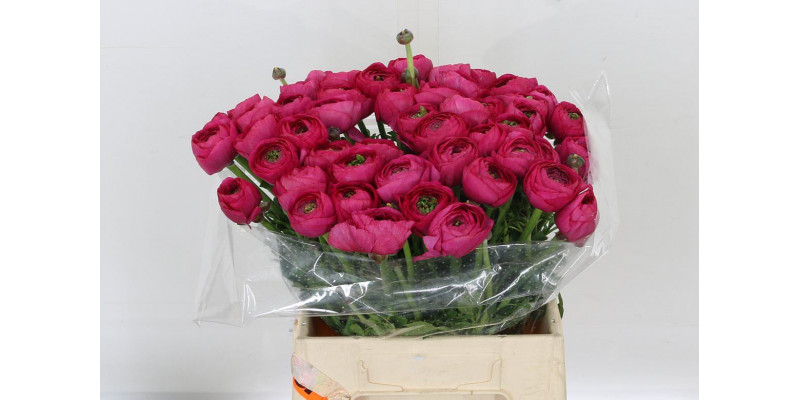 Ranunculus Kl Rose (make Up) Xl 40cm  Col-Dark Pink