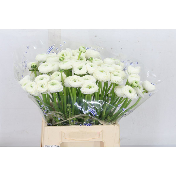 Ranunculus Kl White Ice Xxl 40 A1White