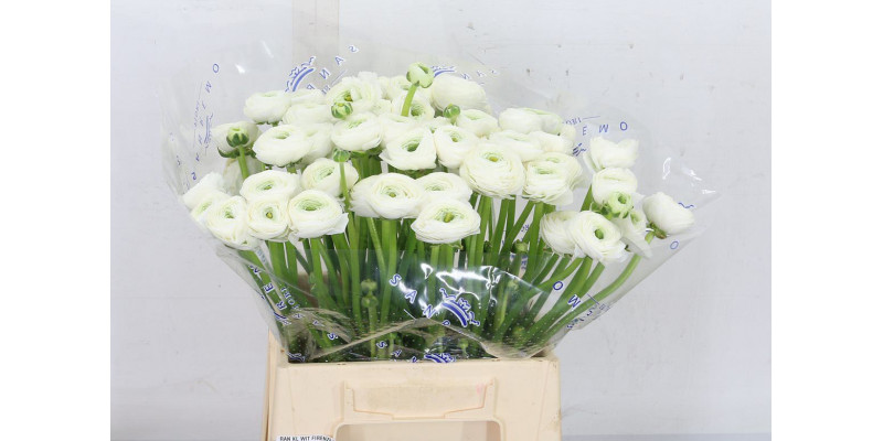 Ranunculus Kl White Ice Xxl 40 A1White